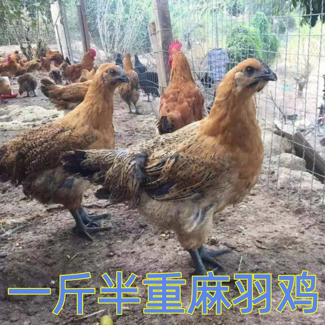 花音谷【鸡场直发】一斤半重宠物鸡长尾鸡林间散养红瑶鸡