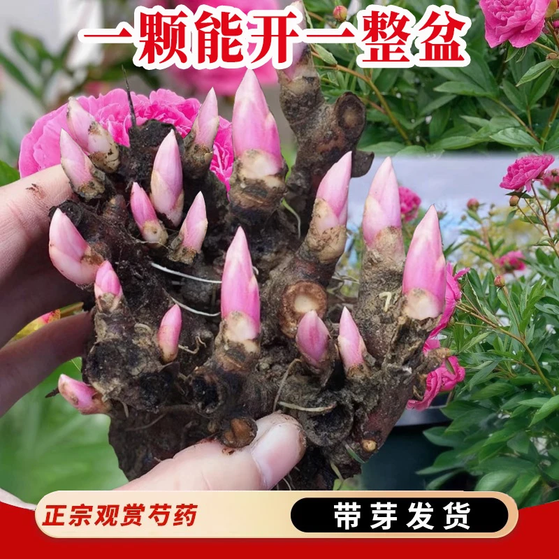 【带芽发货】重瓣芍药根块耐寒植物养死包赔浓香花卉正宗真品观赏