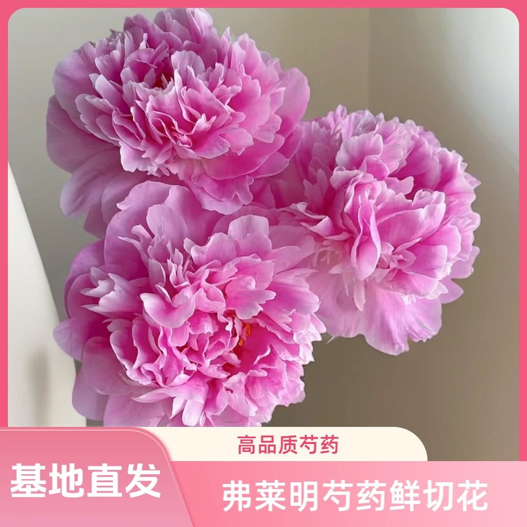 弗莱明芍药鲜切花高品质芍药花基地直发