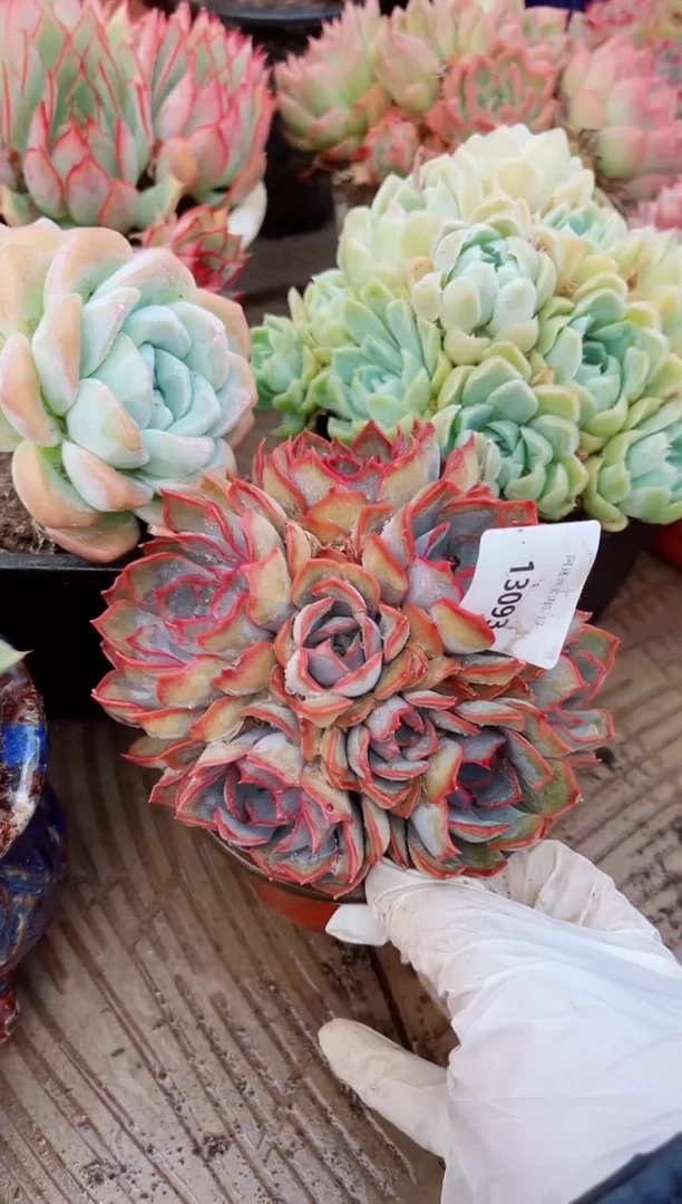 13093多肉植物一物已拍