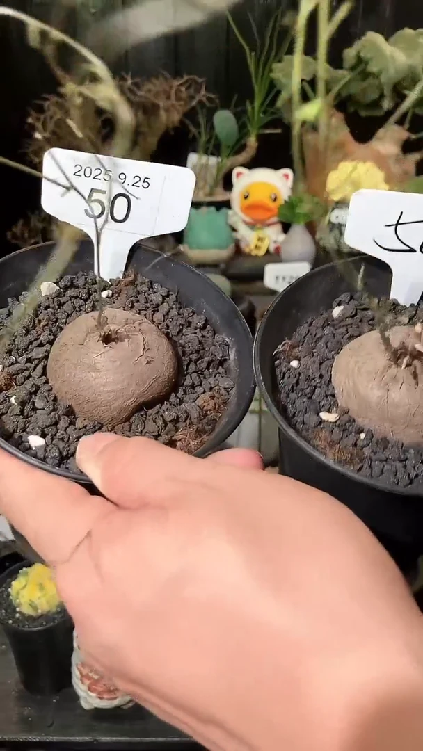 50号925福利南非龟甲龙买1个送1个