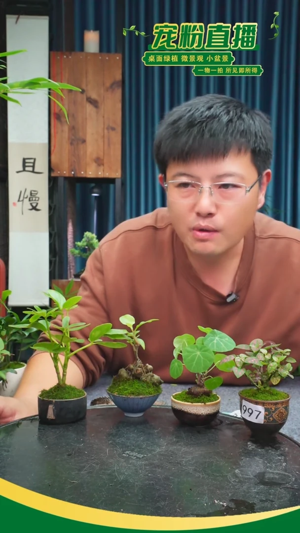 无花朵骑****ღ苔藓微景观997号