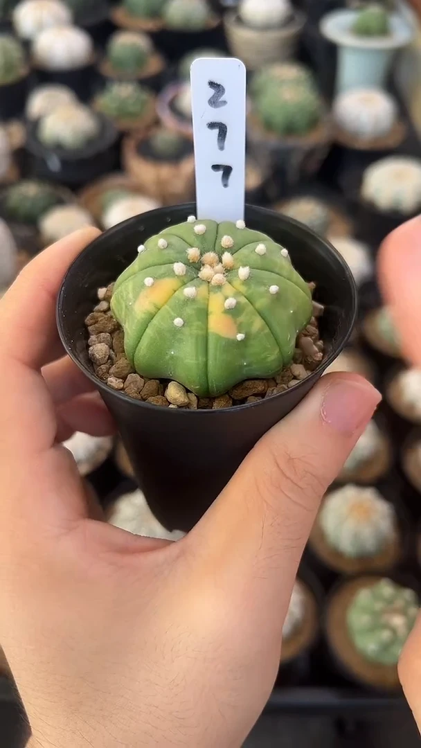 强****者实生根星兜编码277