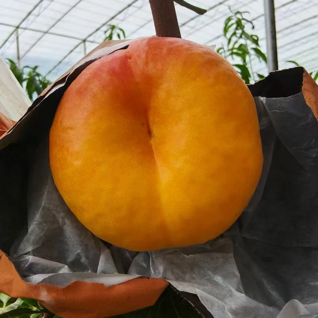 夏日尝鲜陕西大荔黄金蟠桃脆甜可口软吃爆汁2/3/4斤整箱包邮