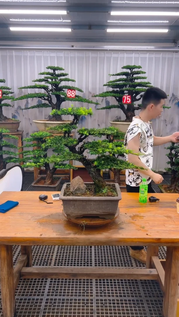 无花朵精品盆景直播间一物一拍