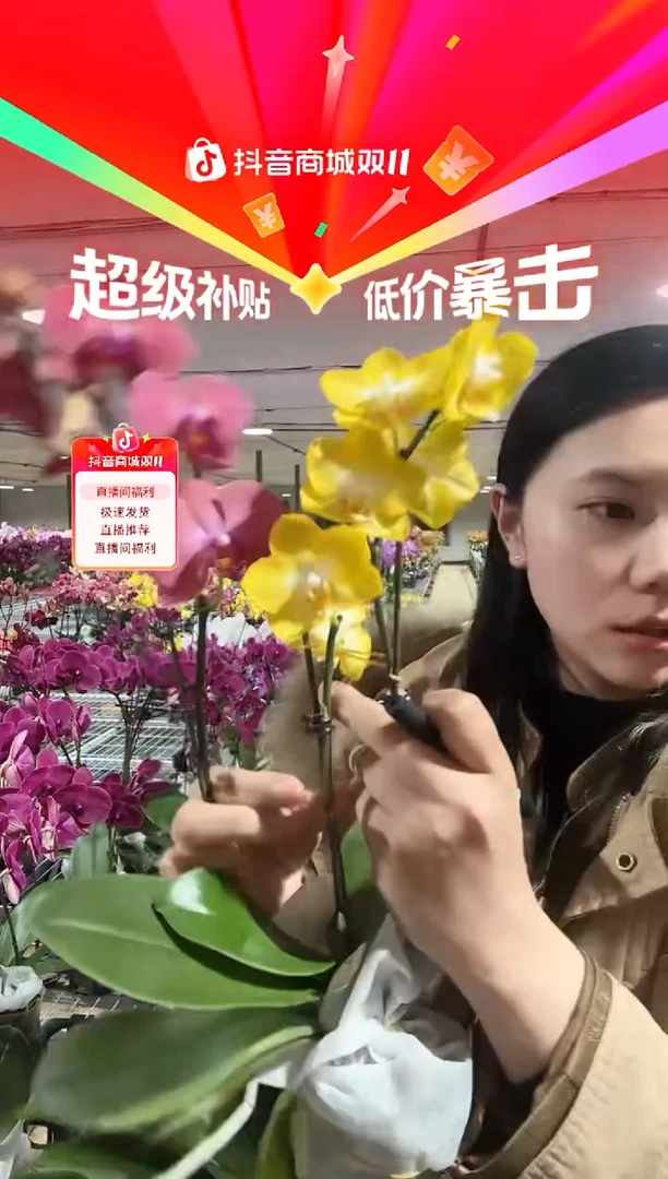 完全开放布林迪西1棵，阿雷佐1棵