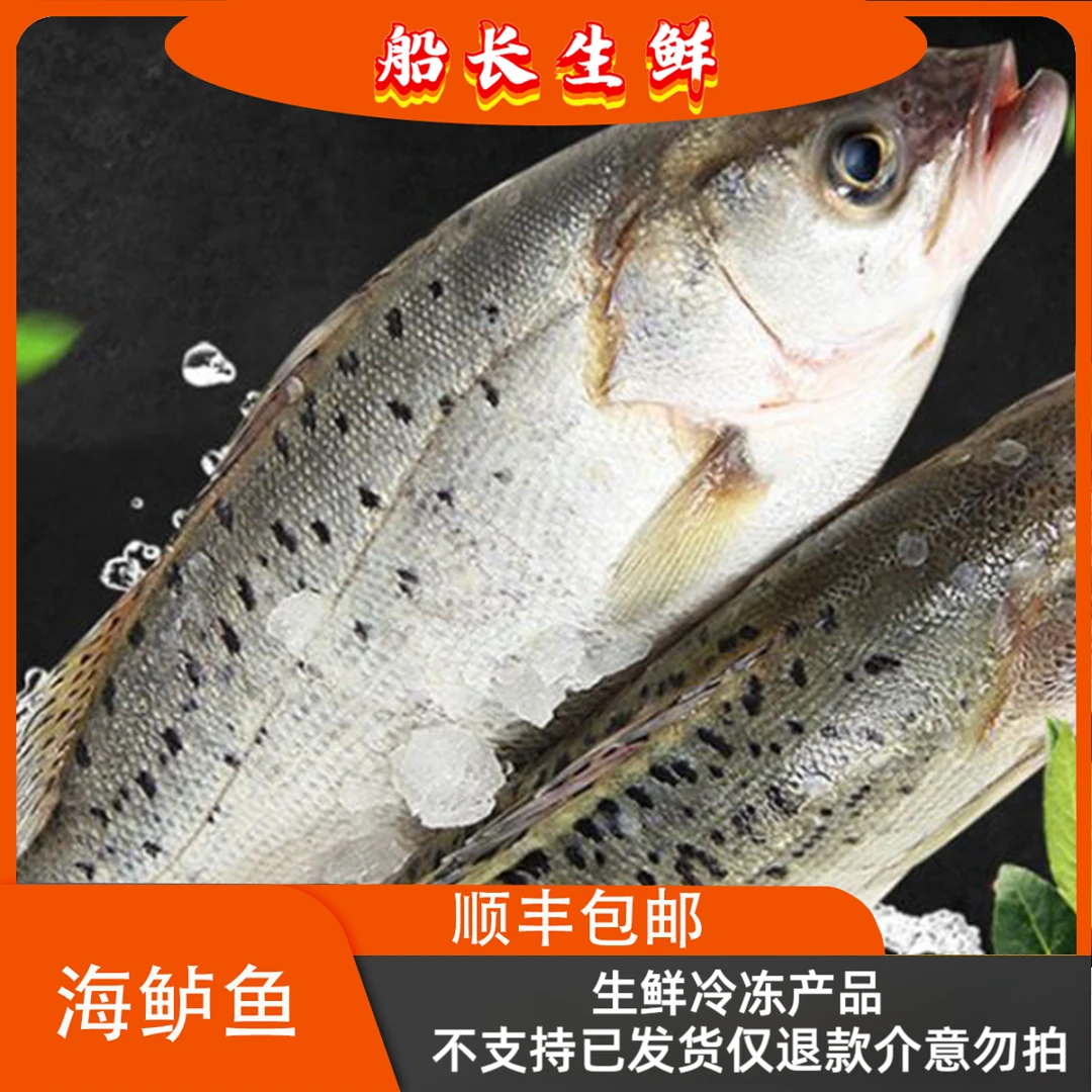 【船长生鲜】整条未处理海鲈鱼鲜嫩美味蒜瓣肉刺少肉多750克左右/条