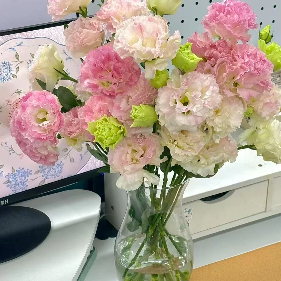 【一品花集】【阳光粉洋桔梗】600克