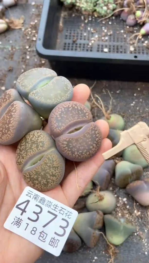 4373特价日轮玉有瑕疵发货1颗量拍