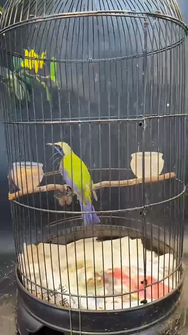 40号 橙腹 养笼  0元起拍