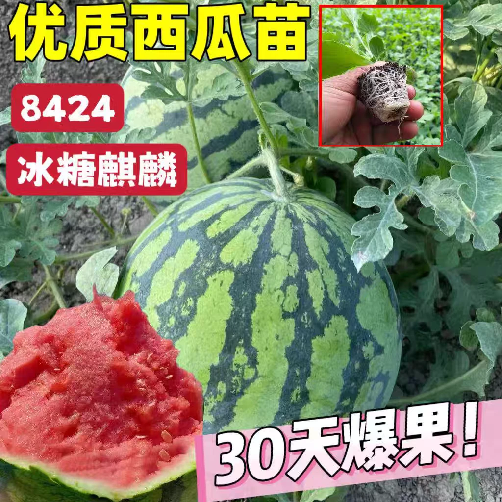 嫁接西瓜苗秧8424美都无籽冰糖麒麟瓜甜王大西瓜秧苗盆栽水果苗