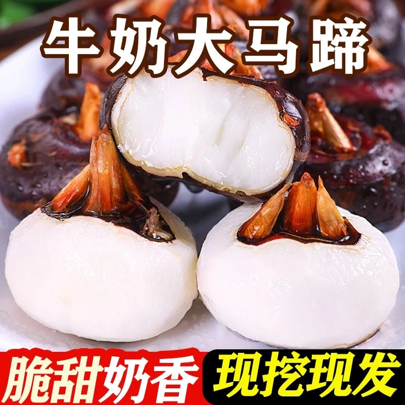 新鲜带土现挖马蹄荸荠农家脆甜多汁爽口特产