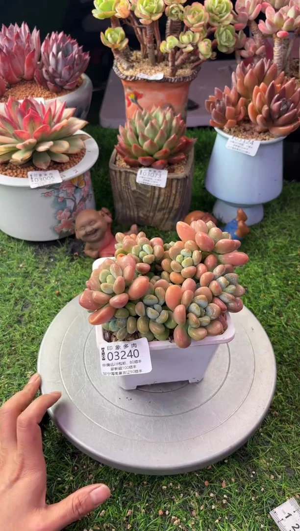 昆明印象多肉03240
