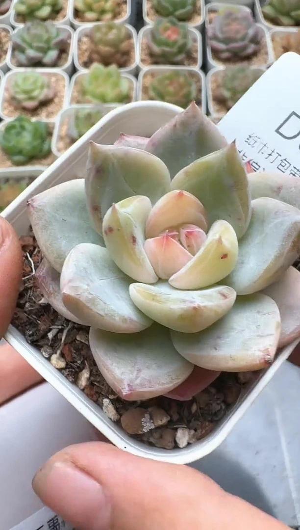 592D云禹多肉植物 带盆土纸巾打包 3颗包邮