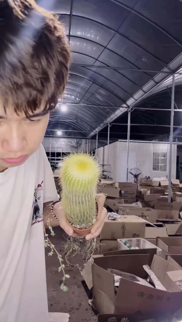 2颗 单头 金丝猴【带根】