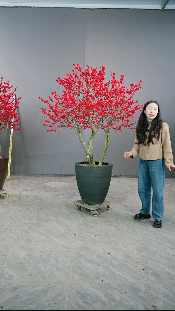 无花朵梁*宇北美冬青