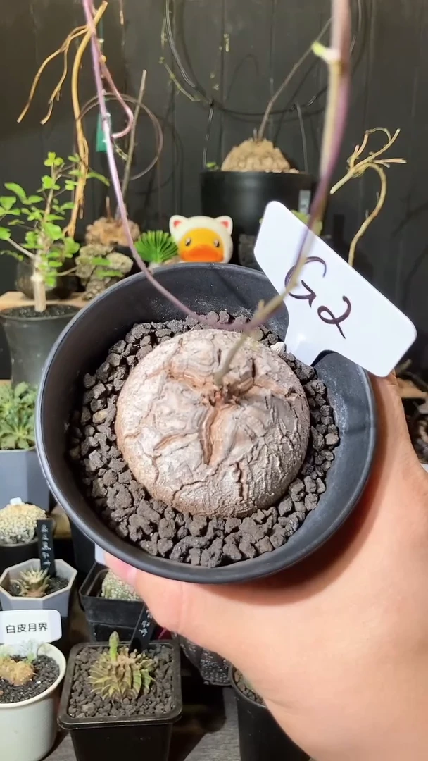 G2号709福利甄选南非龟甲龙单颗