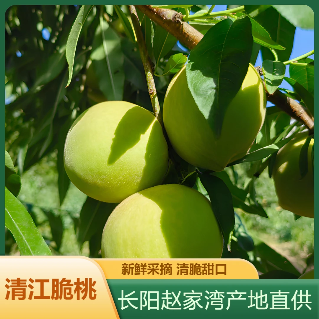湖北清江脆桃新鲜采摘脆蜜桃清脆爽口硬嘎嘣脆不软的鹰嘴桃