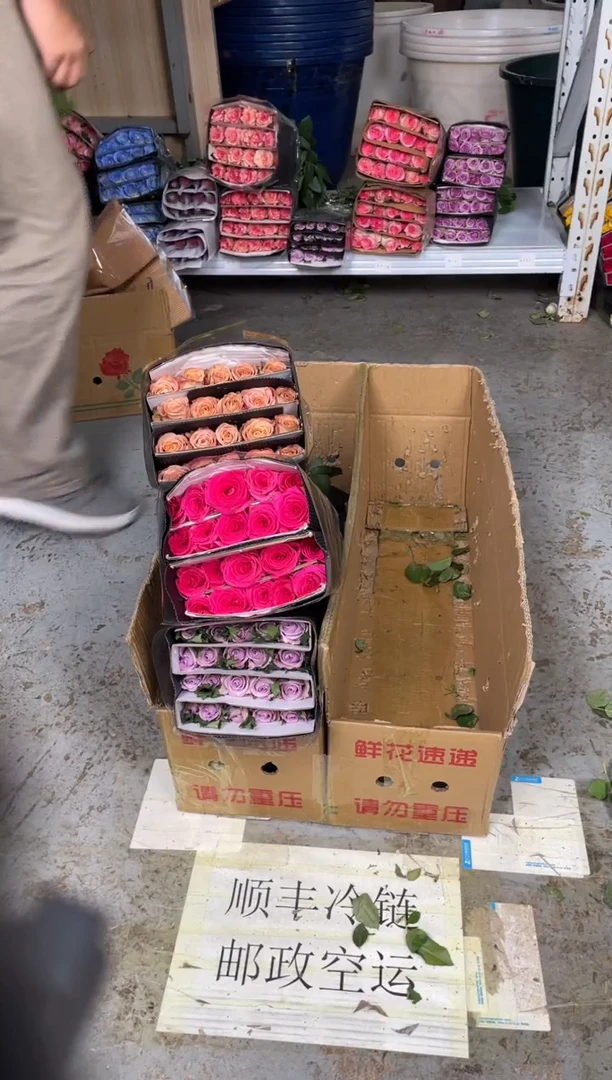 海洋之歌20枝+佛洛依德20枝+卡布20枝