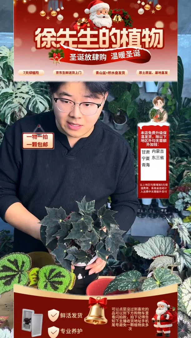 完全开放理***?黑天鹅秋海棠