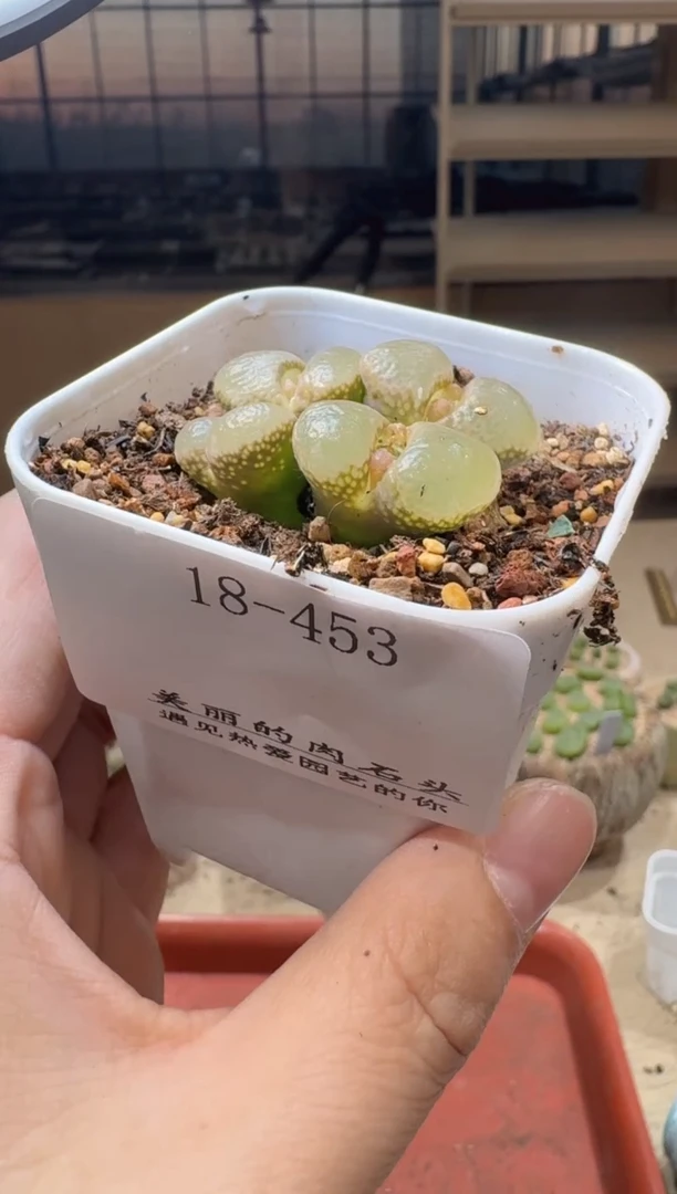 书*18-453多肉植物肉锥