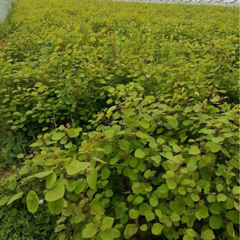 一米以上素材黄栌可附木，附石，地栽等有要求可联系客服（曦缘小院）