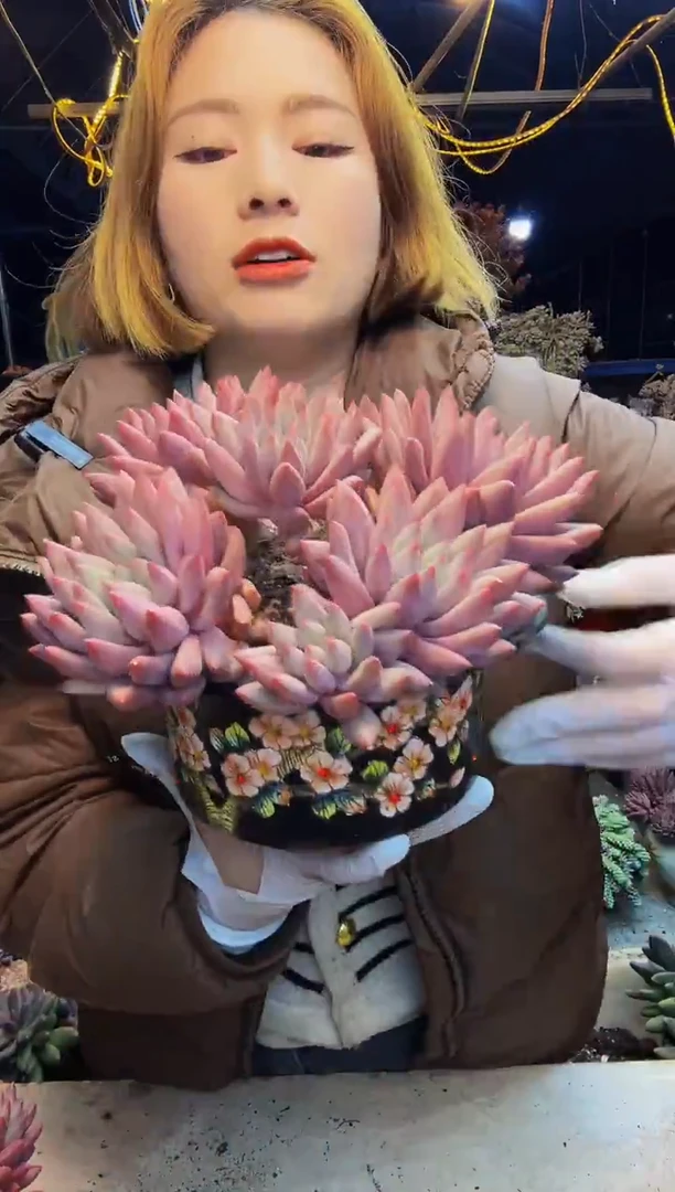 小号虞姬美人脱土包邮