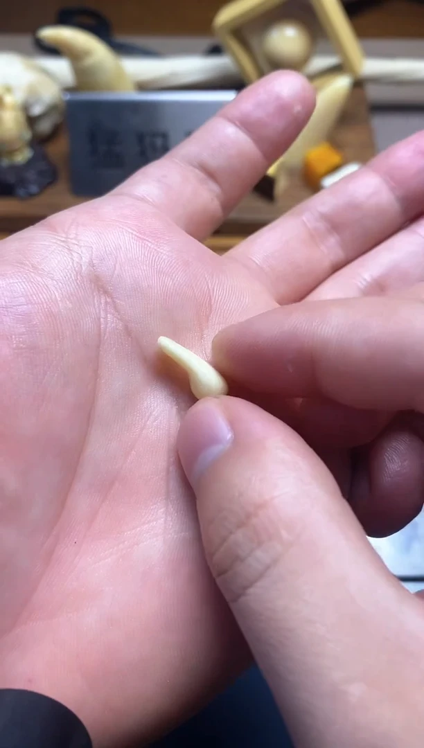 贝壳吊坠润 半芯卡子