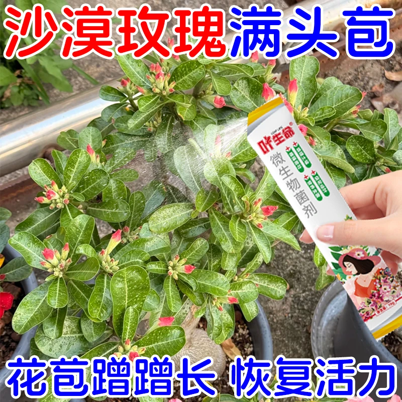 沙漠玫瑰专用不开花专用绿叶壮根壮苗促开花微生物菌肥