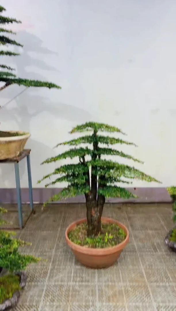 无花朵小*侠造型盆景一物一拍