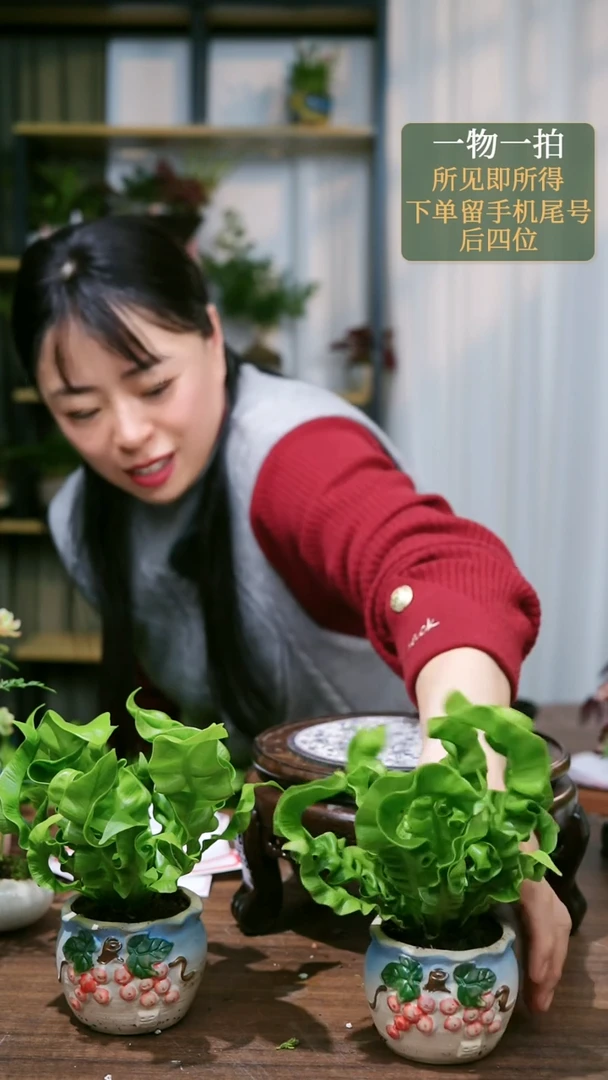 【闪购商品】22火焰鸟巢蕨随机