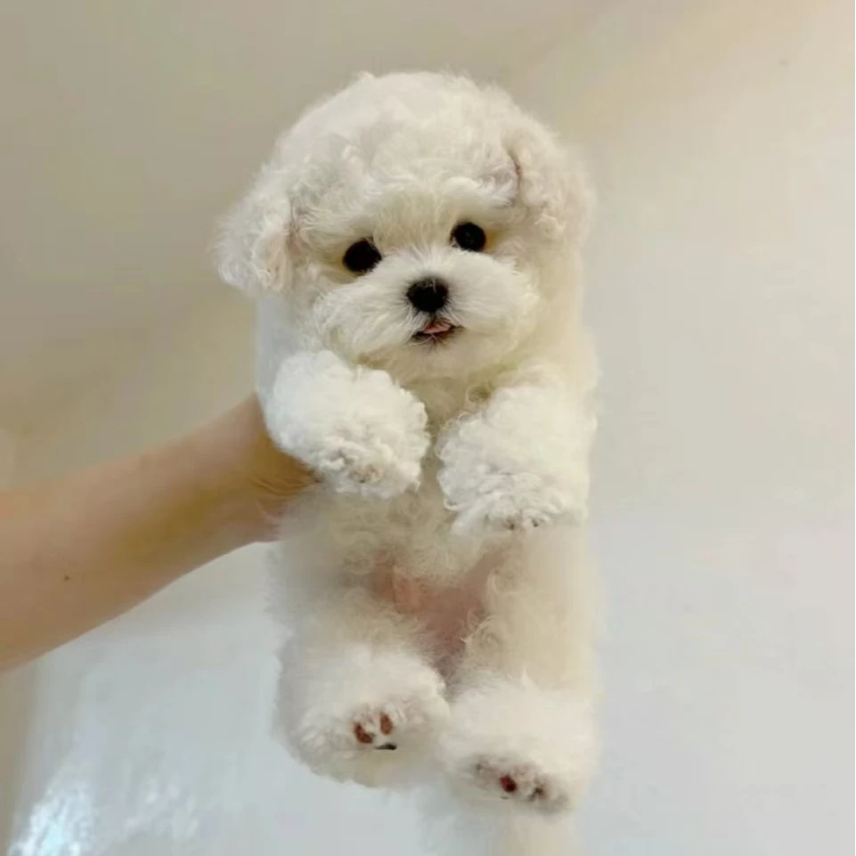 （邯郸市比博犬舍）T狗狗活体