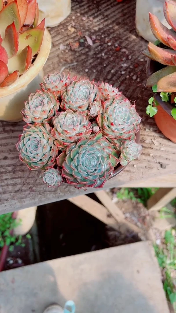 溜****ᐝ跃跃精品多肉16087