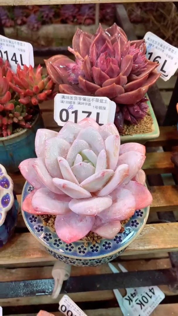 017L（一物一拍，精品多肉，所见即所得 ）