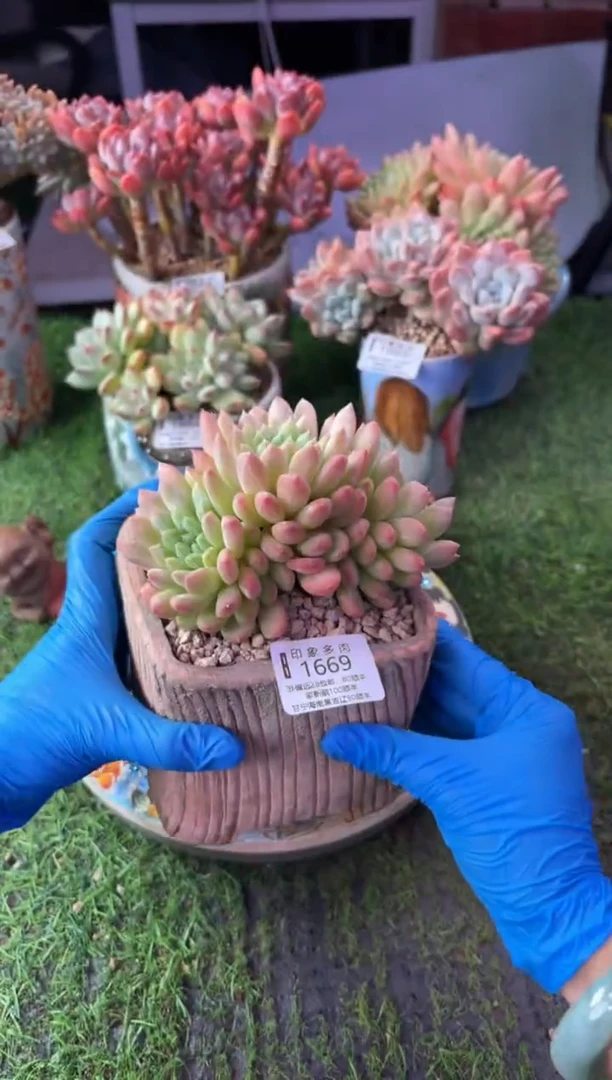 昆明印象多肉1669