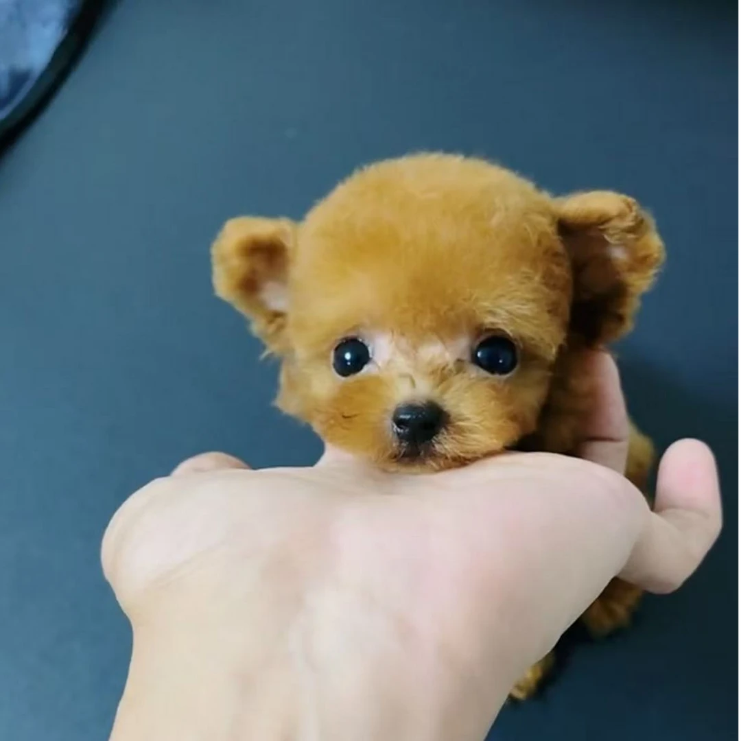 (a浩私宠)狗狗活体