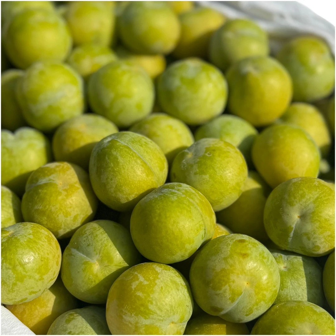 正宗贵州镇宁六马蜂糖李中大果新鲜当季应季水果李子同城送贵州省