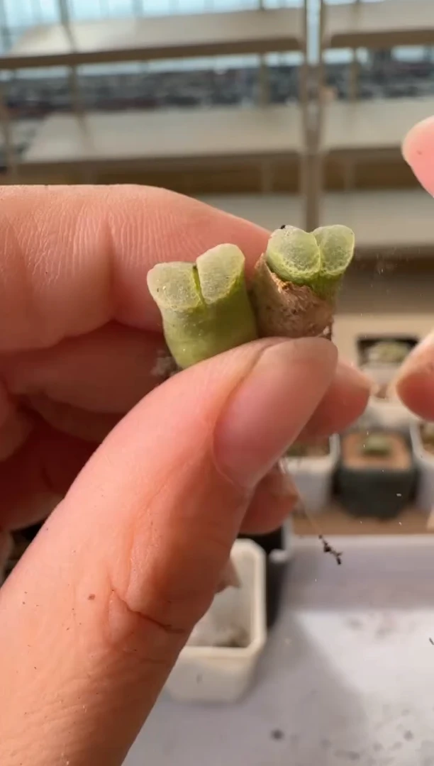 24-143多肉植物肉锥