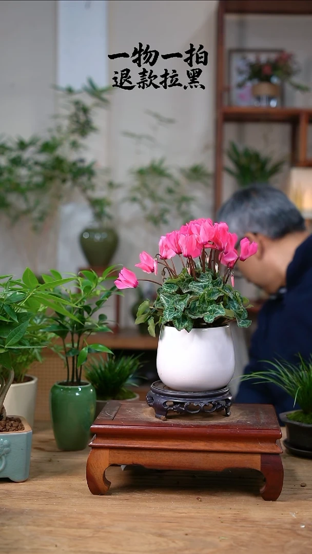 完全开放圆***圆仙客来107