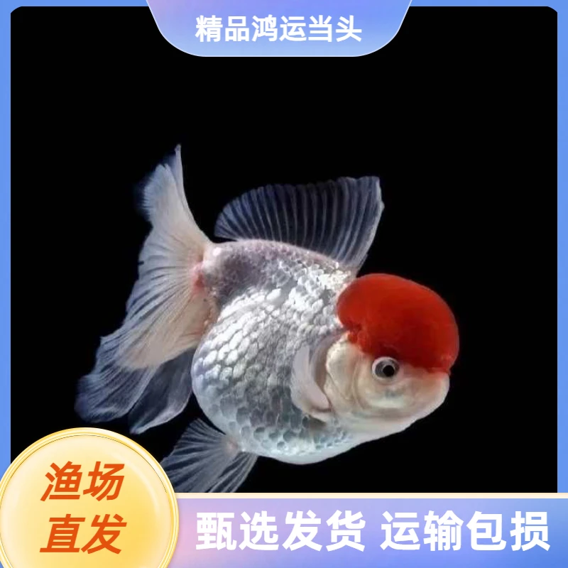 鹤顶红金鱼精品鸿运当头金鱼活鱼观赏鱼红头自身渔场直发运输包损
