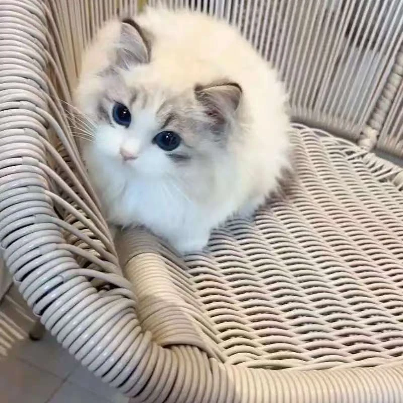 （全品类猫咪）宠物活体，银渐层，金渐层，蓝白，蓝金，布偶，缅因等