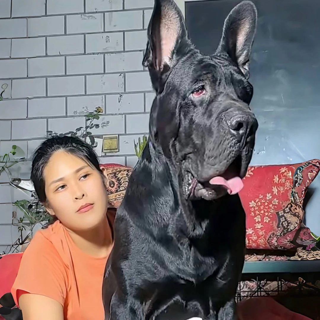 黑狼犬疫苗齐全看家护院大型犬