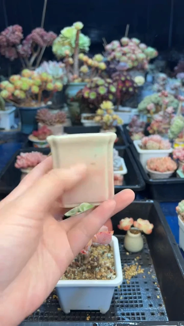 【闪购商品】211花盆