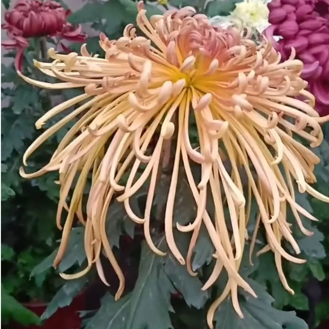 古都秋色菊花苗好养易活适合室内外阳台庭院的盆栽花卉