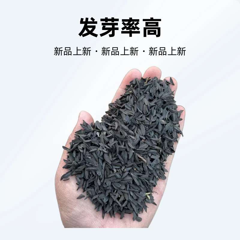 水洗知母种子净货