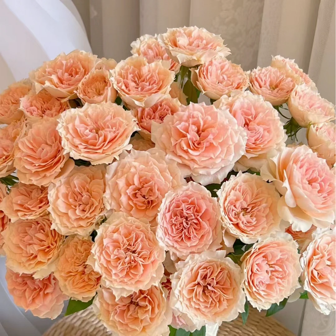 杏色拉拉队多头玫瑰-家养鲜花云南基地直发-任意两单包邮