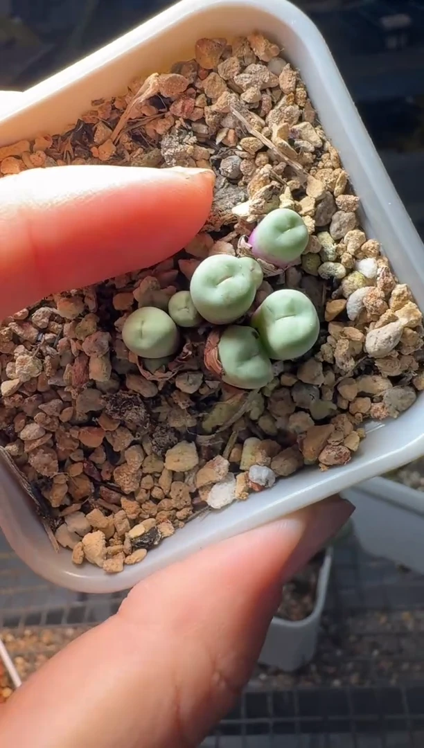 益11-332多肉植物肉锥