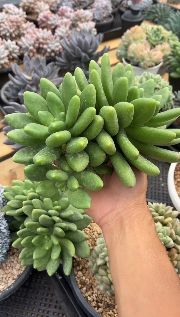 芒果奶