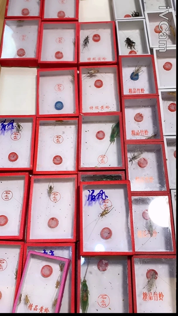 清****风清风2条150大黄蛉