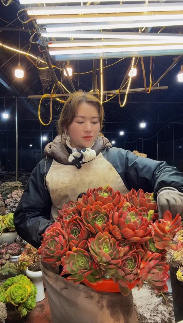 【闪购商品】绮罗仙子一物一拍脱土包邮